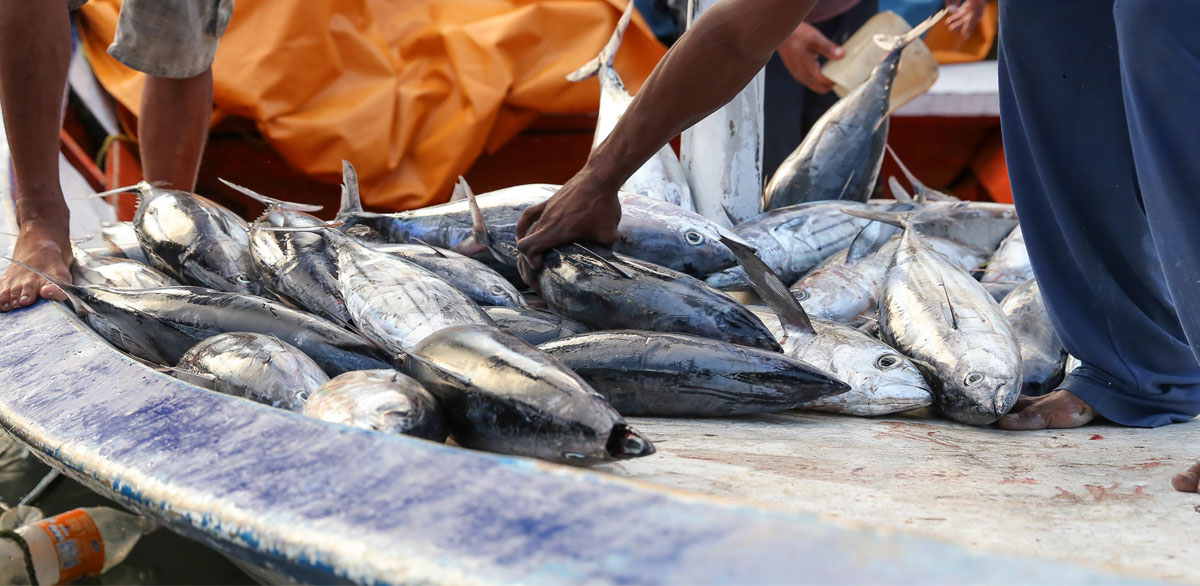 peces-pescados