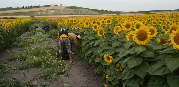 Inició la cosecha de girasol 2023: productores esperan superar los 1000  kg/ha – Banca y Negocios