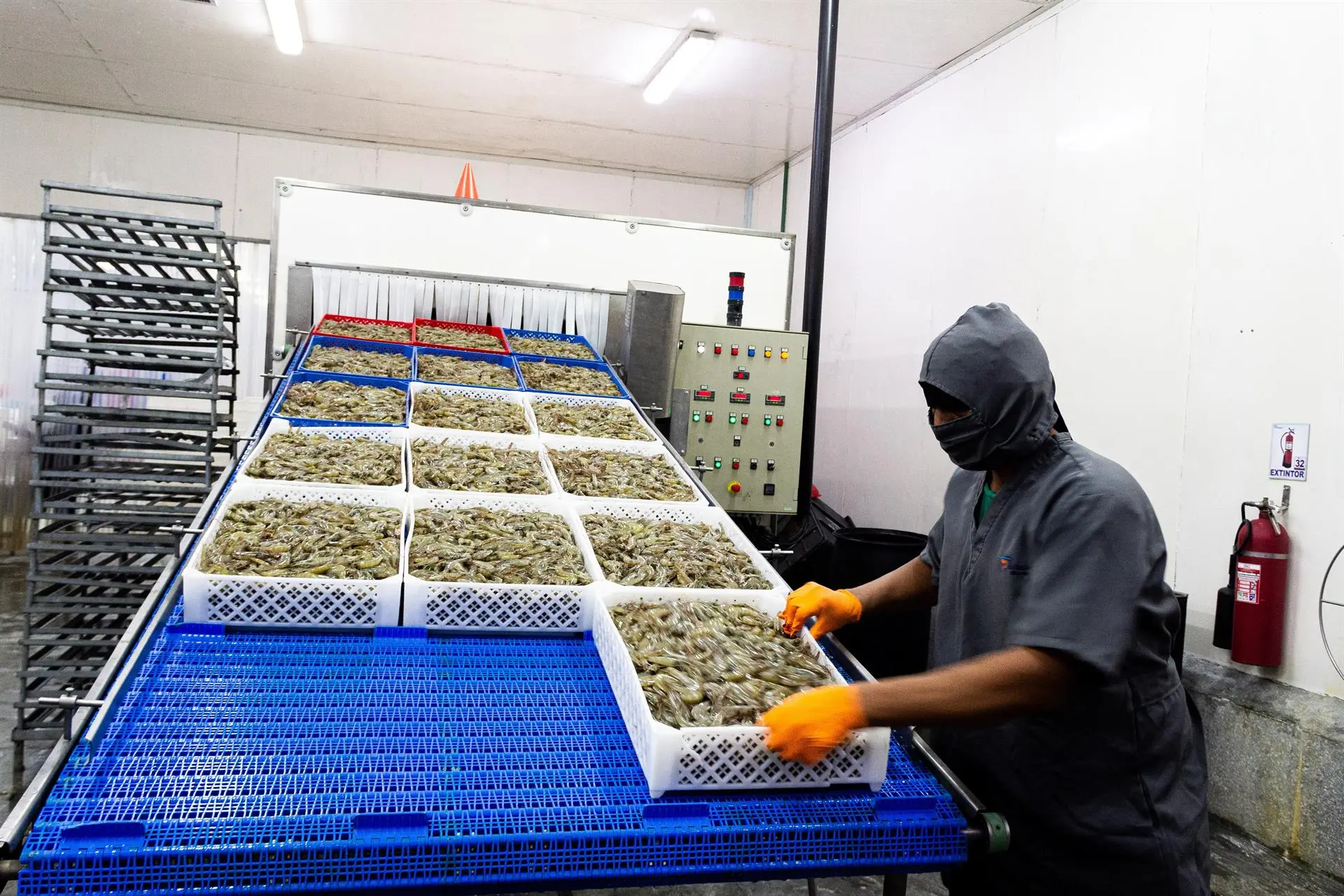 Venezuela podría ingresar al Top 10 de mayores exportadores de camarones del mundo en 2024