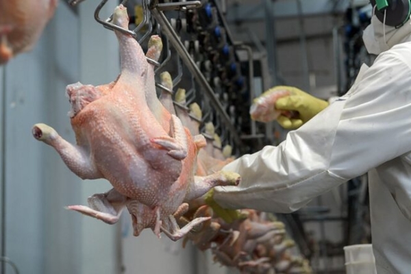 Insai solicita inspección de cargas de productos aviares y bovinos procedentes de Estados Unidos