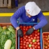 FAO: Comercio mundial de alimentos aumentará un 2,5% en 2024