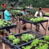 Gobierno de Venezuela promueve con universidades formación de productores en agricultura urbana