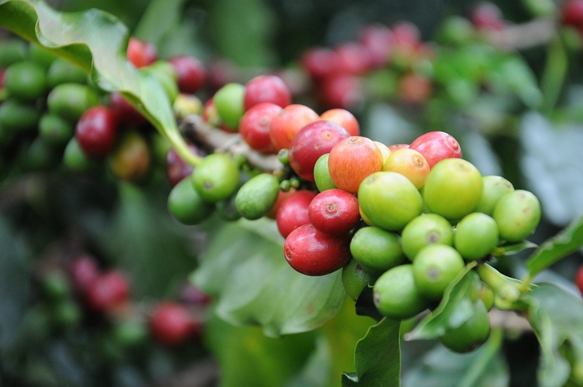 #Exclusivo: ¿Fijar nuevos precios para el café mejorará la producción nacional de este rubro?
