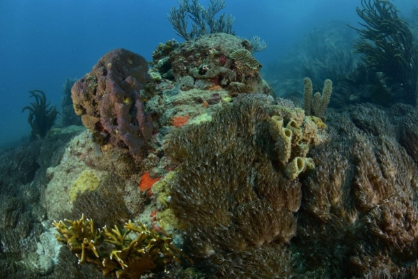 «Unomia stolonífera»: El coral que invade las costas de Venezuela y amenaza el Caribe