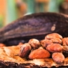 Producción de cacao en Sucre está 75% por debajo de su capacidad total