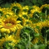 Girasoles que florecen en Portuguesa serán destinados a la producción de aceite comestible