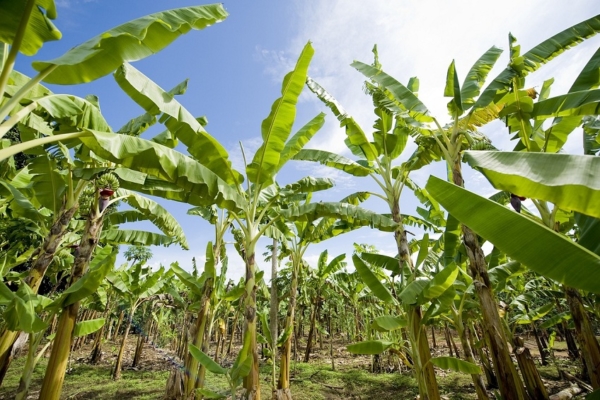 Alianza busca apoyo del Banco Mundial para proteger de un hongo a la producción bananera