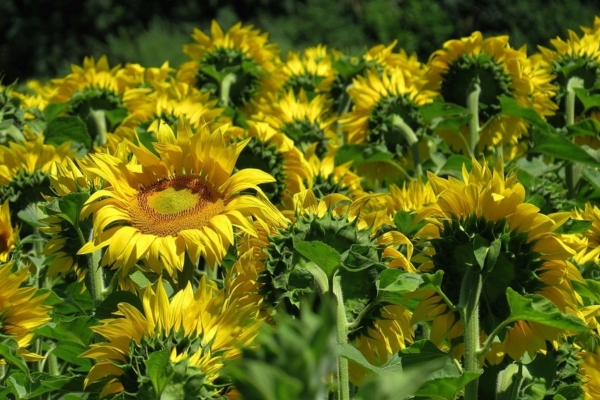 Firman carta de intención en Portuguesa con empresa que procesará girasoles para producir aceite