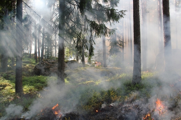 Suramérica acumula en lo que va de 2024 el mayor número de incendios forestales en 15 años