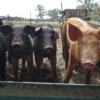 Productores garantizan abastecimiento de carne de cerdo para la temporada navideña