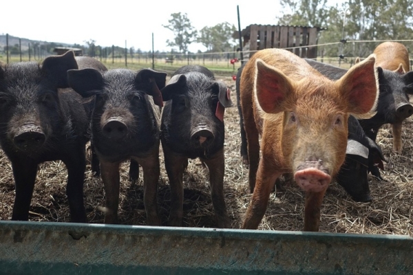 Productores garantizan abastecimiento de carne de cerdo para la temporada navideña