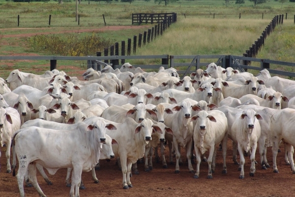 Fedenaga aclara que no está solicitando aumento del precio de la carne a puerta de corral