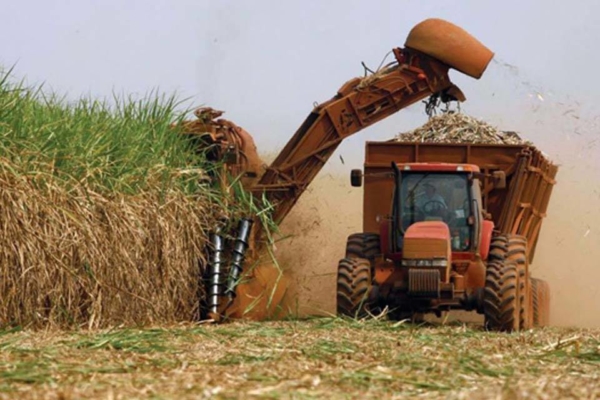 Producción nacional de azúcar cubrirá el 65% de la demanda en 2025