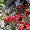 Fedeagro: Muchos productores venezolanos están desertando desde el rubro de hortalizas al del café