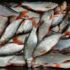 Estiman que el consumo de pescado per cápita en el país es de 17 kilos al año