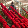 Colombia exporta 900 millones de flores en San Valentín, la mayoría a EEUU