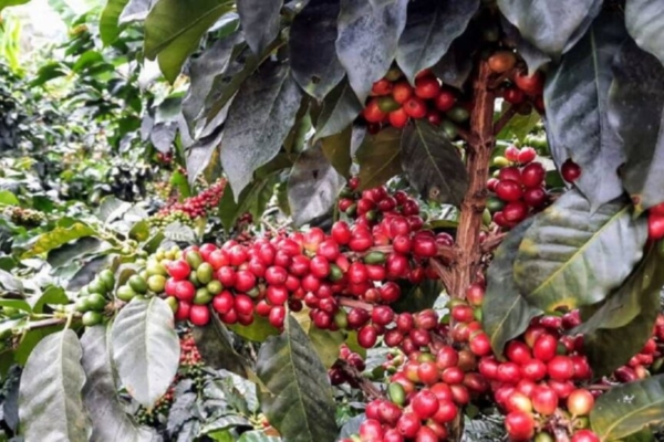 Fedeagro: Muchos productores venezolanos están desertando desde el rubro de hortalizas al del café