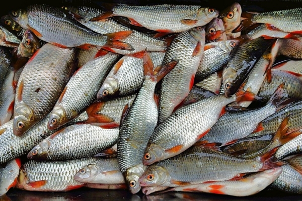 Estiman que el consumo de pescado per cápita en el país es de 17 kilos al año