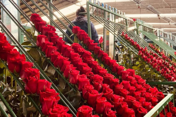 Colombia exporta 900 millones de flores en San Valentín, la mayoría a EEUU