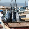 Paralización de la pesca industrial arrastra a la economía de Sucre, advierte gremio